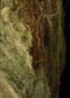 Charmed-Online-dot-nl-TheShannaraChronicles1x10-0599.jpg