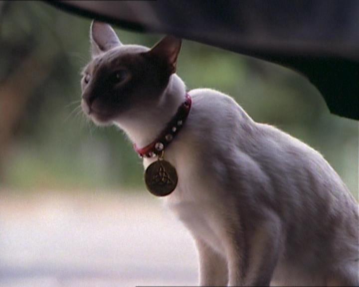 Charmed-Online_dot_net-1x01SomethingWiccaThisWayComes1467.jpg Charmed-Online_dot_net-1x01SomethingWiccaThisWayComes1467.jpg