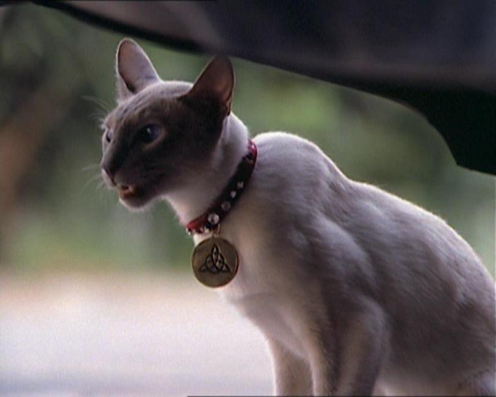 Charmed-Online_dot_net-1x01SomethingWiccaThisWayComes1468.jpg Charmed-Online_dot_net-1x01SomethingWiccaThisWayComes1468.jpg