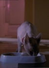 Charmed-Online_dot_net-1x01SomethingWiccaThisWayComes0069.jpg