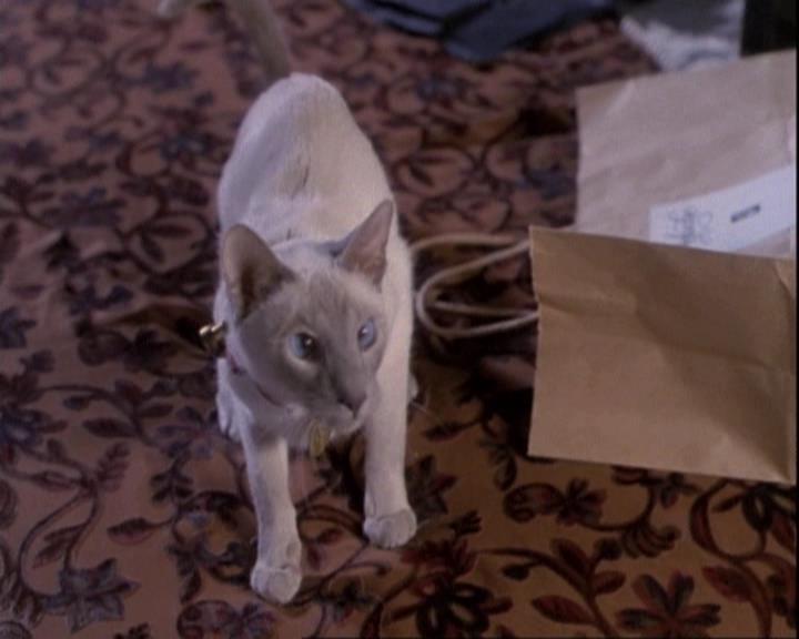 Charmed-Online-dot-net_110WiccaEnvy0080.jpg Charmed-Online-dot-net_110WiccaEnvy0080.jpg