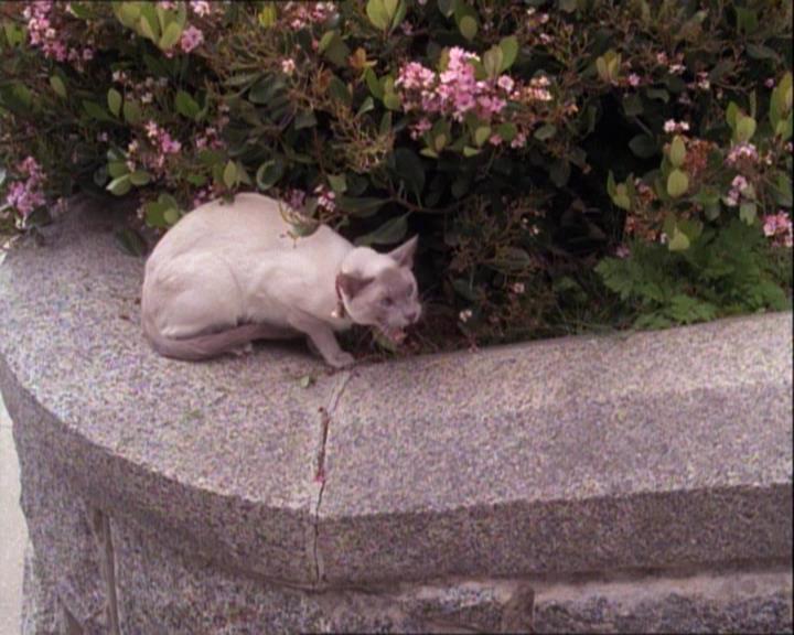 Charmed-Online-dot-net_122DejaVuAllOverAgain0786.jpg Charmed-Online-dot-net_122DejaVuAllOverAgain0786.jpg