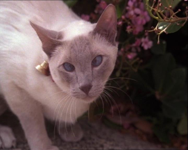 Charmed-Online-dot-net_122DejaVuAllOverAgain0788.jpg Charmed-Online-dot-net_122DejaVuAllOverAgain0788.jpg