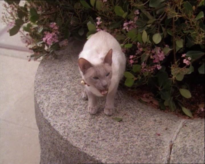 Charmed-Online-dot-net_122DejaVuAllOverAgain1738.jpg Charmed-Online-dot-net_122DejaVuAllOverAgain1738.jpg