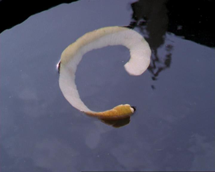 Charmed-Online_dot_net-3x04AllHalliwellsEve1459.jpg Charmed-Online_dot_net-3x04AllHalliwellsEve1459.jpg