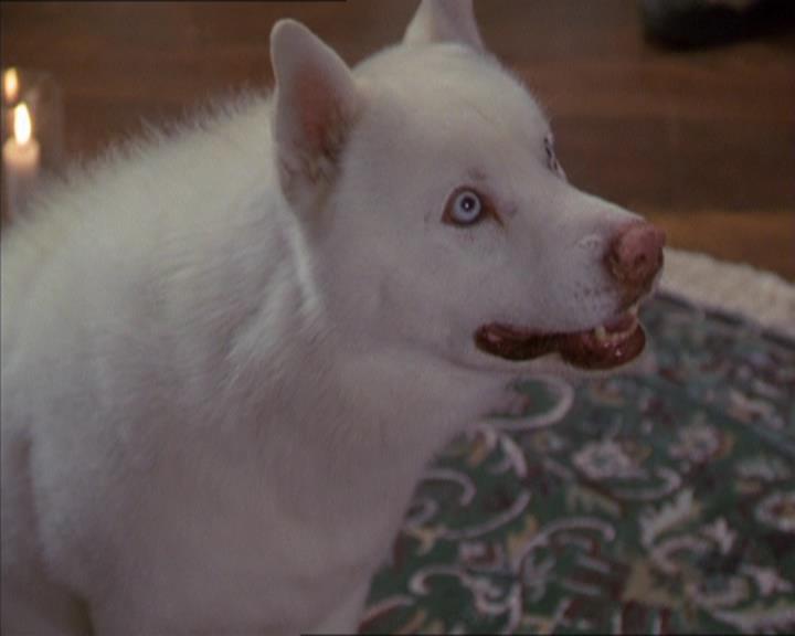 Charmed-Online-dot-320LookWhosBarking0907.jpg Charmed-Online-dot-320LookWhosBarking0907.jpg