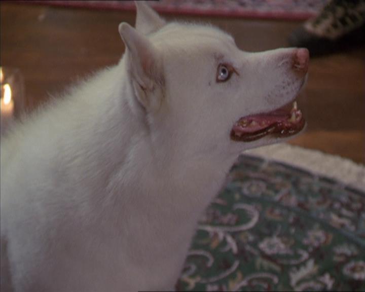 Charmed-Online-dot-320LookWhosBarking0908.jpg Charmed-Online-dot-320LookWhosBarking0908.jpg