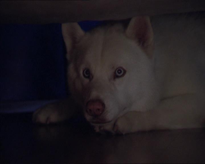 Charmed-Online-dot-320LookWhosBarking0958.jpg Charmed-Online-dot-320LookWhosBarking0958.jpg