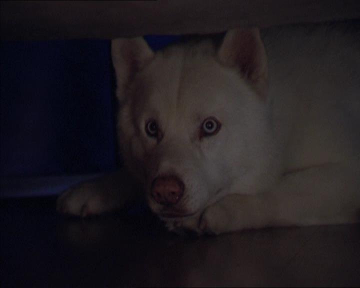 Charmed-Online-dot-320LookWhosBarking0959.jpg Charmed-Online-dot-320LookWhosBarking0959.jpg