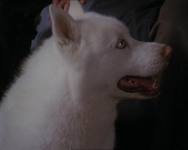 Charmed-Online-dot-320LookWhosBarking0984.jpg Charmed-Online-dot-320LookWhosBarking0984.jpg