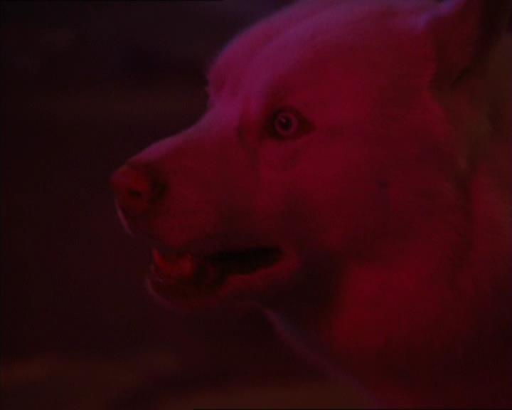 Charmed-Online-dot-320LookWhosBarking1196.jpg Charmed-Online-dot-320LookWhosBarking1196.jpg