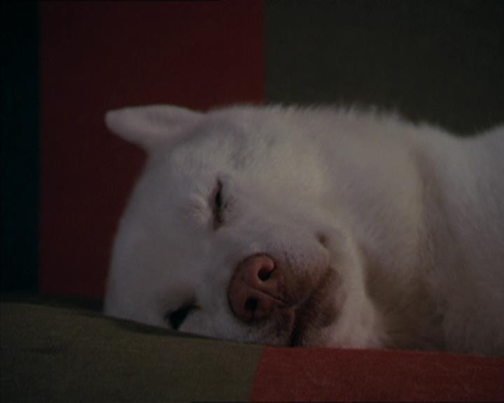 Charmed-Online-dot-320LookWhosBarking1579.jpg Charmed-Online-dot-320LookWhosBarking1579.jpg