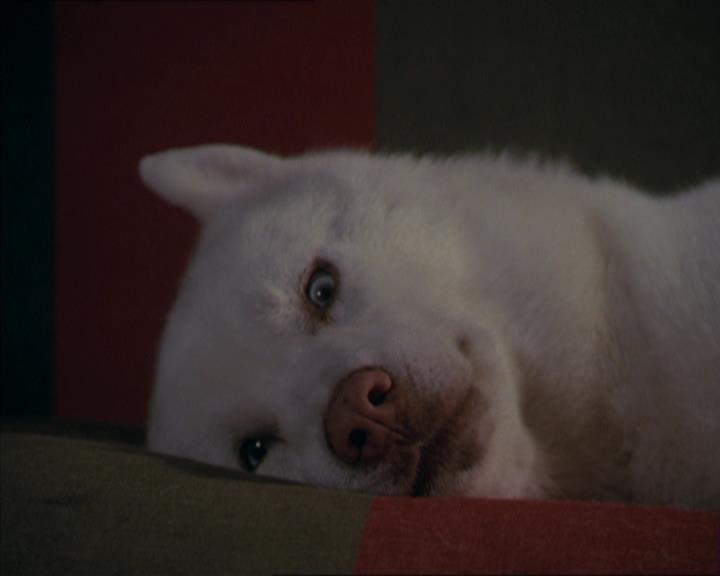 Charmed-Online-dot-320LookWhosBarking1581.jpg Charmed-Online-dot-320LookWhosBarking1581.jpg