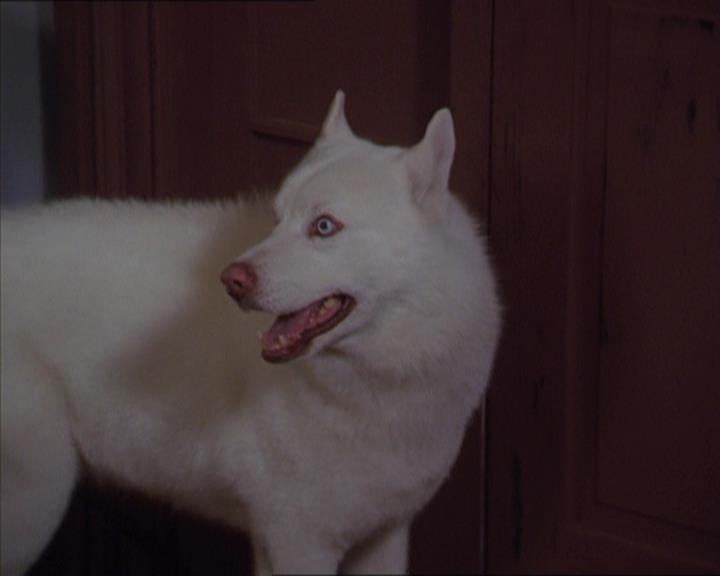 Charmed-Online-dot-320LookWhosBarking1680.jpg Charmed-Online-dot-320LookWhosBarking1680.jpg