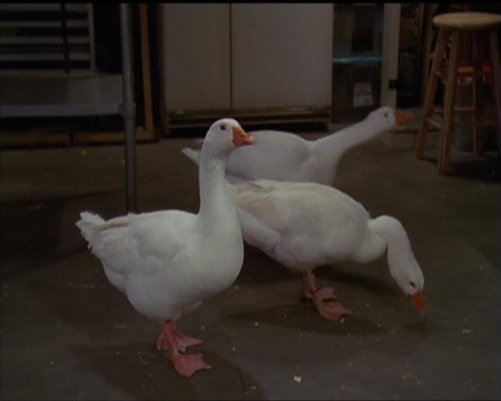 Charmed-Online-dot-515TheDayTheMagicDied0822.jpg Charmed-Online-dot-515TheDayTheMagicDied0822.jpg