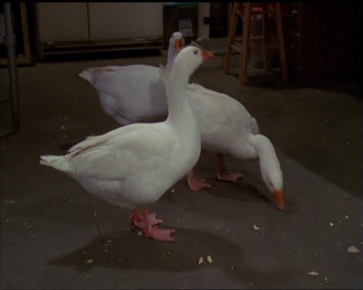 Charmed-Online-dot-515TheDayTheMagicDied0880.jpg Charmed-Online-dot-515TheDayTheMagicDied0880.jpg