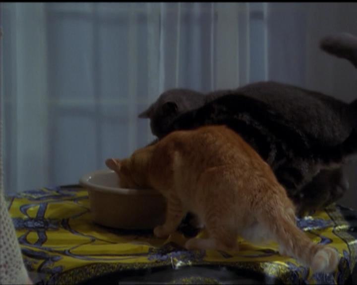 Charmed-Online-dot-518CatHouse0022.jpg Charmed-Online-dot-518CatHouse0022.jpg