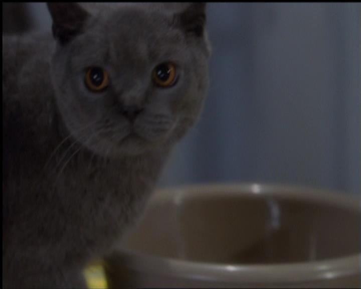 Charmed-Online-dot-518CatHouse0028.jpg Charmed-Online-dot-518CatHouse0028.jpg