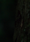 Charmed-Online-dot-nl_Charmed-1x03SweetTooth01934.jpg