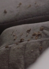 Charmed-Online-dot-nl_Charmed-1x08BugABoo00543.jpg