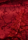Charmed-Online-dot-nl_Charmed-1x21RedRain02028.jpg