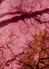 Charmed-Online-dot-nl_Charmed-1x21RedRain02030.jpg