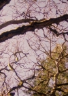 Charmed-Online-dot-nl_Charmed-1x21RedRain02031.jpg