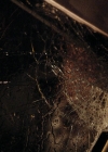 Charmed-Online-dot-nl_Charmed2x11DanceLikeNoOneIsWitching0007.jpg