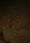 Charmed-Online-dot-nl_Charmed3x09NoHabloBrujeria2404.jpg