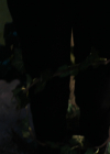 Charmed-Online-dot-nl_Charmed3x11WitchfulThinking1864.jpg